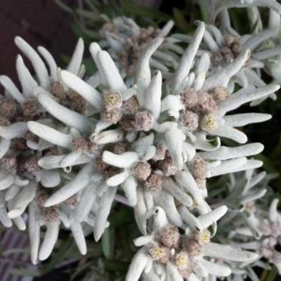 Edelweiss - Leontopodium alpinum