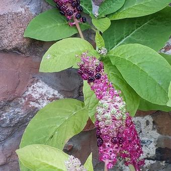 Phytolacca acinosa