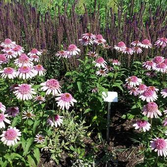 Echinacea purpurea 'Pink Sorbet'