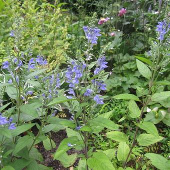 Scutellaria incana