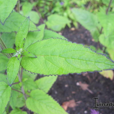 Scutellaria incana - Scutellaria incana