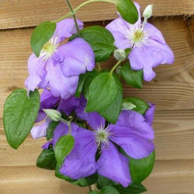 Clematis 'General Sikorski' - 