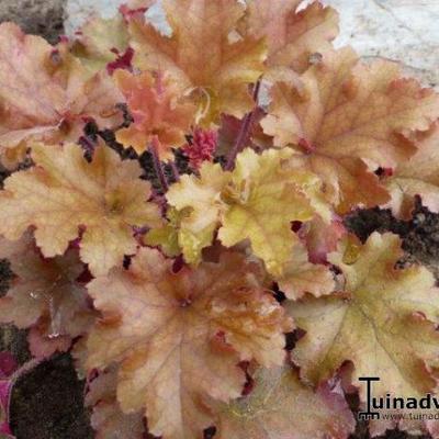 Heuchera 'Ginger Ale'