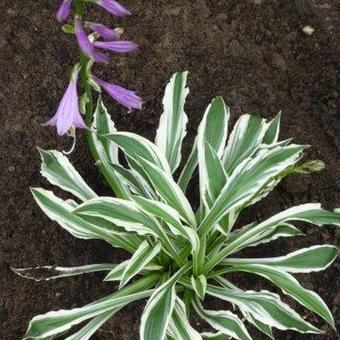 Hosta 'Hi Ho Silver'