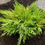 Juniperus horizontalis 'Limeglow' - 