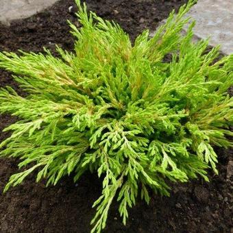 Juniperus horizontalis 'Limeglow'