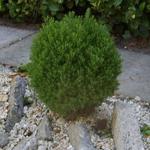 Thuja occidentalis 'Teddy' - 