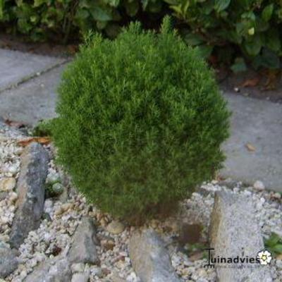 Thuja occidentalis 'Teddy'