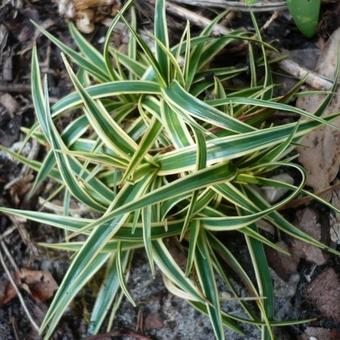 Carex firma 'Variegata'