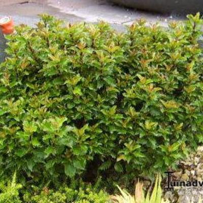 Ilex x meserveae 'Little Rascal' - 