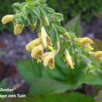 Salvia 'Amber'