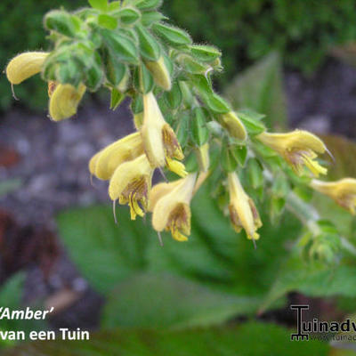 Salvia 'Amber' - 