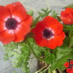 Anemone coronaria 'Hollandia' - 