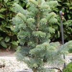 Abies lasiocarpa ´Compacta´ - 