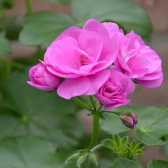 Pelargonium peltatum 'Blue Sybil'