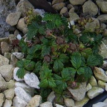 Potentilla dickinsii