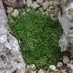 Selaginella borealis ‘Mongolei’ - 