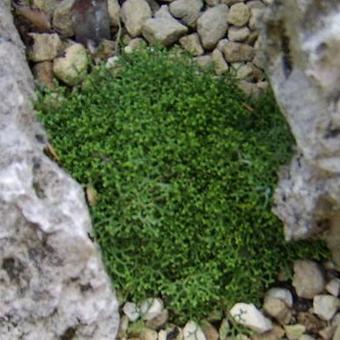 Selaginella borealis ‘Mongolei’