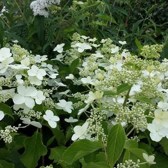 Hydrangea paniculata ‘Butterfly’