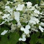 Hydrangea paniculata ‘Butterfly’ - 