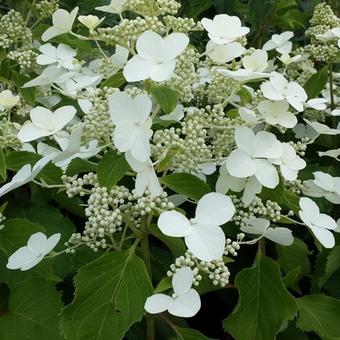 Hydrangea paniculata ‘Butterfly’