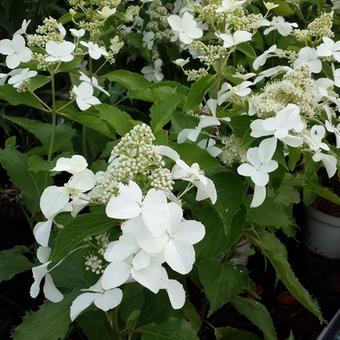 Hydrangea paniculata ‘Butterfly’