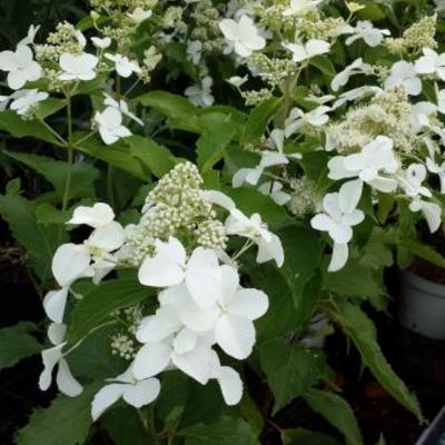 Hydrangea paniculata ‘Butterfly’ - 