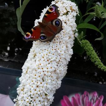 Buddleja davidii 'White Bouquet'