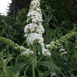 Buddleja davidii 'White Bouquet' - 