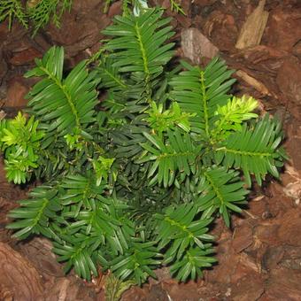 Taxus cuspidata var. nana