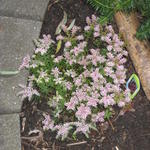 Sedum pulchellum 'Sea Star' - 