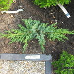 Juniperus squamata 'Blue Swede'  - 