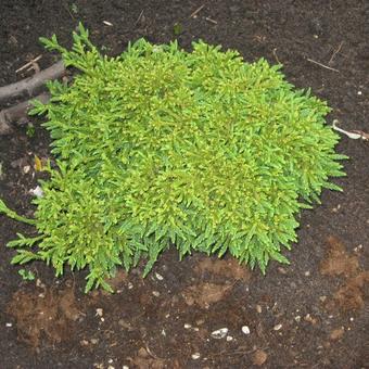 Cryptomeria japonica 'Little Champion'