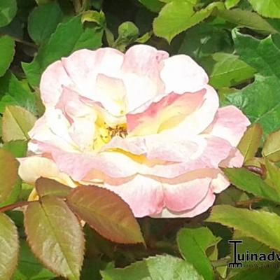 Rosa 'Apricot Queen Elizabeth' - 