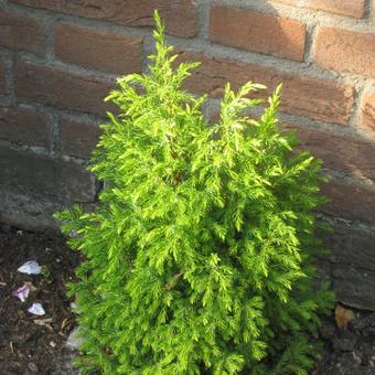 Juniperus communis 'Schneverdinger Goldmachangel'