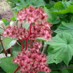 Rodgersia pinnata 'Fireworks' - 