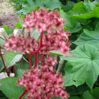 Rodgersia pinnata 'Fireworks'