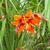 Crocosmia x crocosmiiflora 'Emily McKenzie'