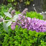 Buddleja davidii 'Blue Chip' - Buddleja davidii  'Blue Chip'