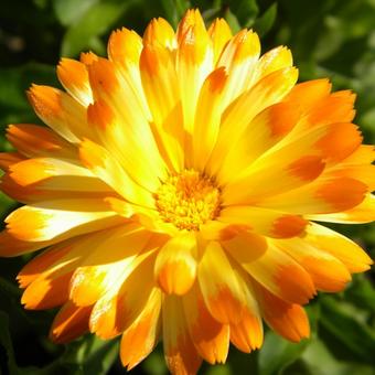 Calendula officinalis