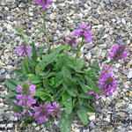 Stachys officinalis 'Ukkie' - Stachys officinalis 'Ukkie'