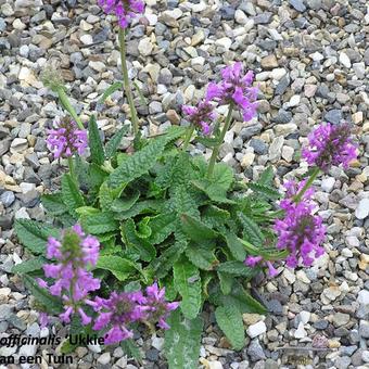 Stachys officinalis 'Ukkie'