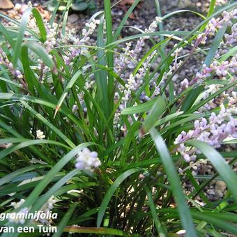 Liriope graminifolia