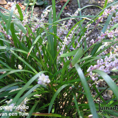 Liriope graminifolia - 