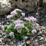 Valeriana supina - Zwerg-Baldrian