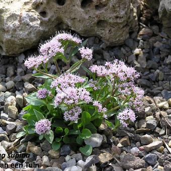 Valeriana supina