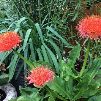 Scadoxus multiflorus subsp. katharinae