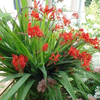 Crocosmia x crocosmiiflora 'Lucifer'