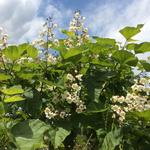 Catalpa bignonioides - Catalpa