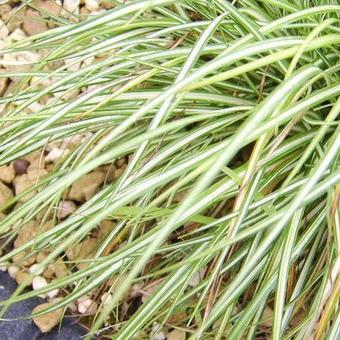 Carex oshimensis 'Evergold'